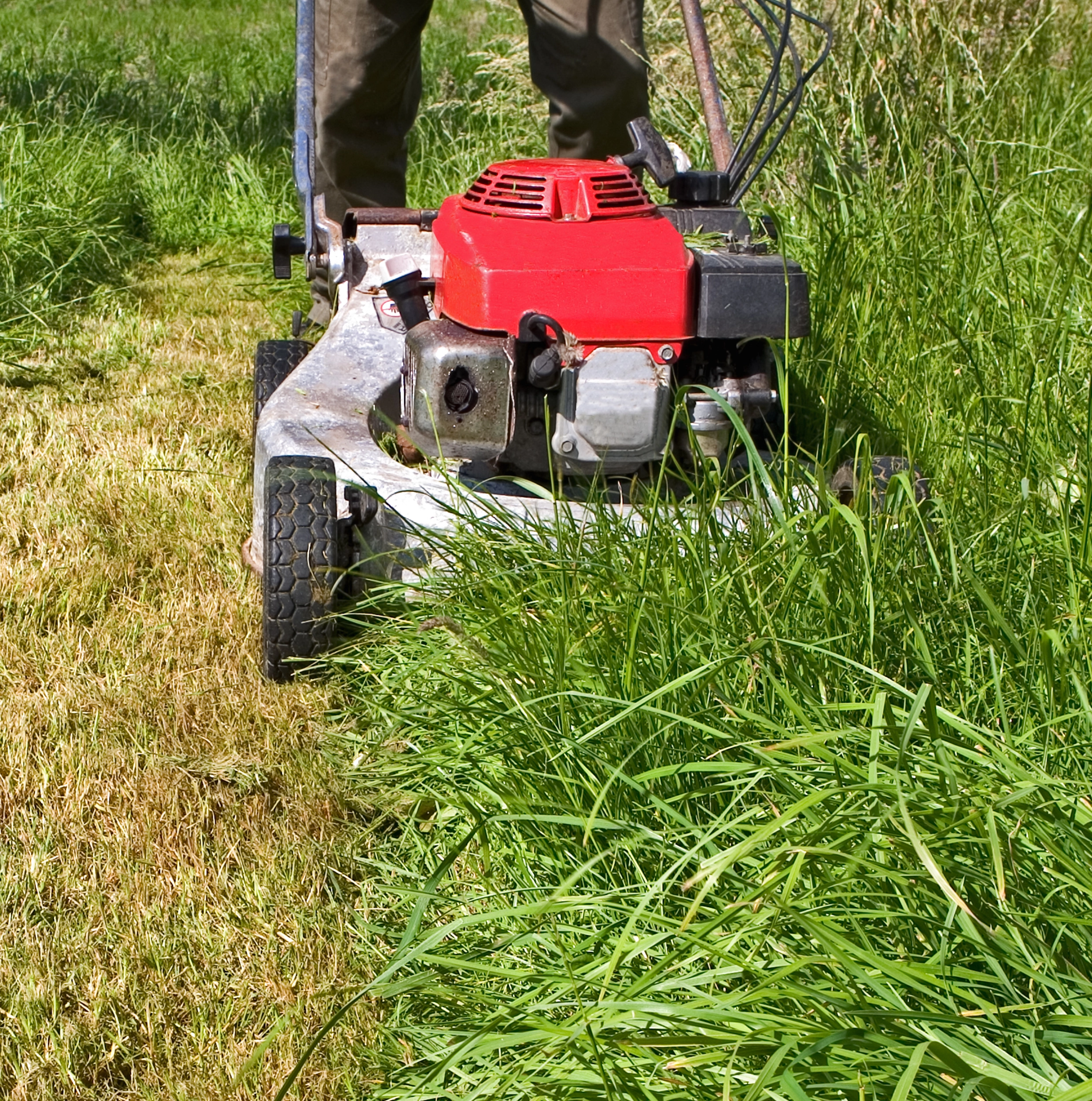 Overgrown Lawn Rescue - One-Time Lawn Service
