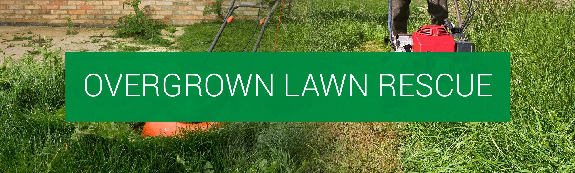 Lawn Care Services in Colorado - Overgrown Lawn Rescue