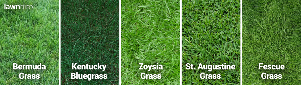 The Ideal Grass Height for Your Lawn - Lawnhiro Blog