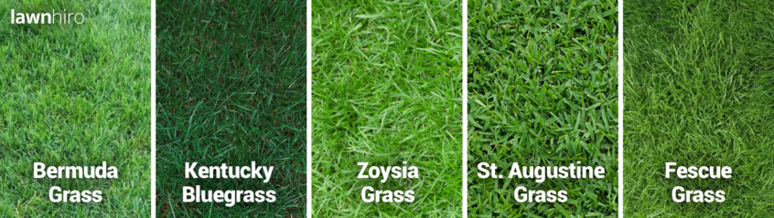 The Ideal Grass Height for Your Lawn - Lawnhiro Blog