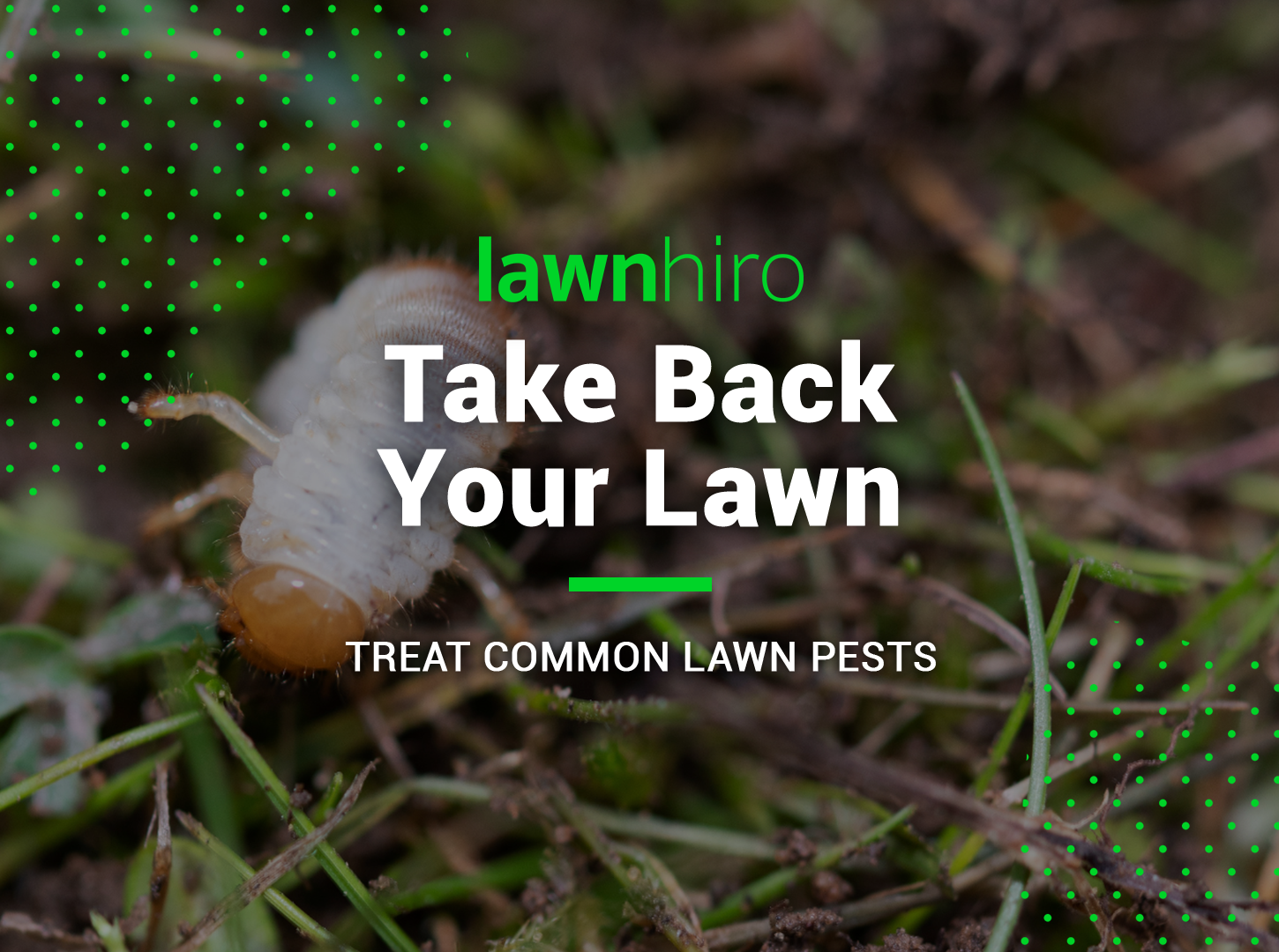 Grubs in Lawn? Here's How to Get Rid Them for Good