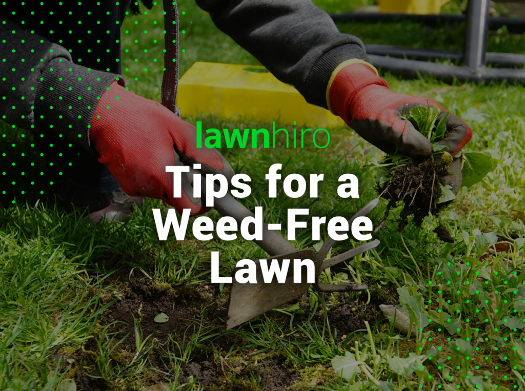 Mastering Weed Control: Tips for a Lush and Weed-Free Lawn! - Lawnhiro Blog