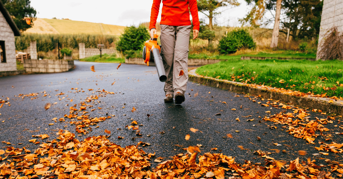 Featured image for “Leaf Removal Strategies”