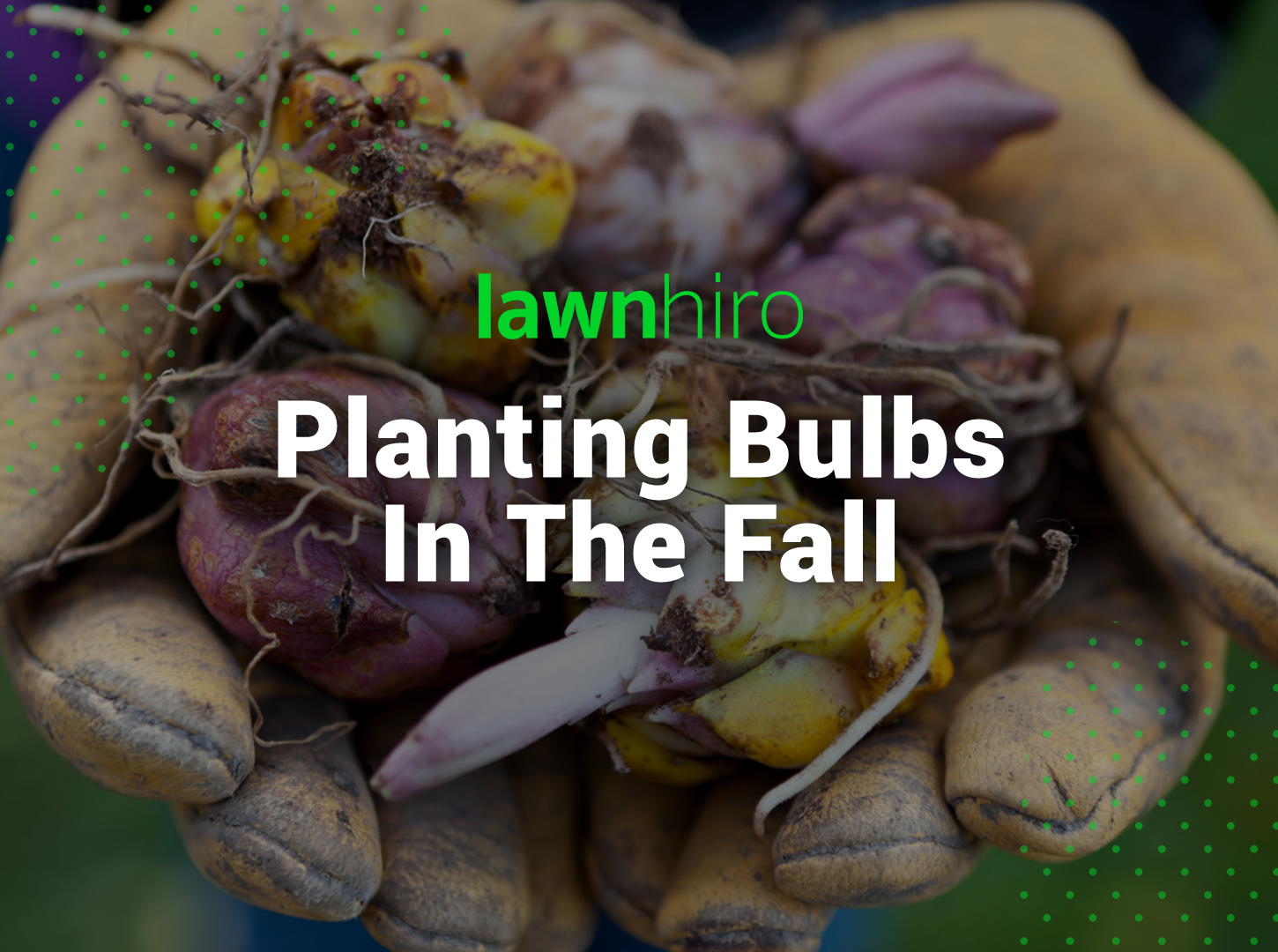 Planting bulbs in the fall - Lawnhiro