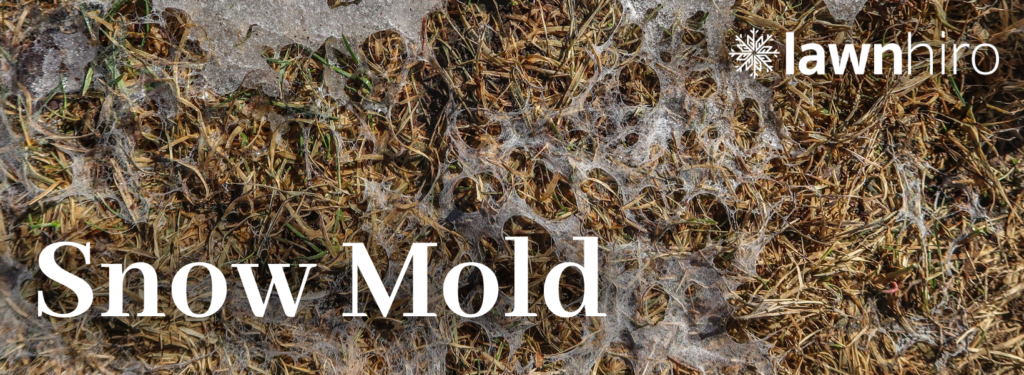 Winter Lawn Pests - Snow Mold - Lawnhiro