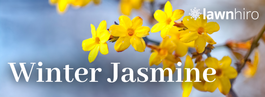 Winter Jasmine - Lawnhiro