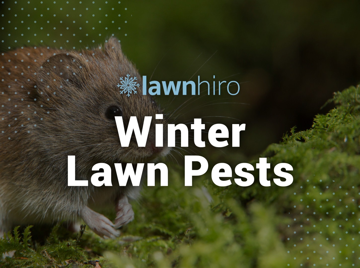 Winter Lawn Pests - Lawnhiro