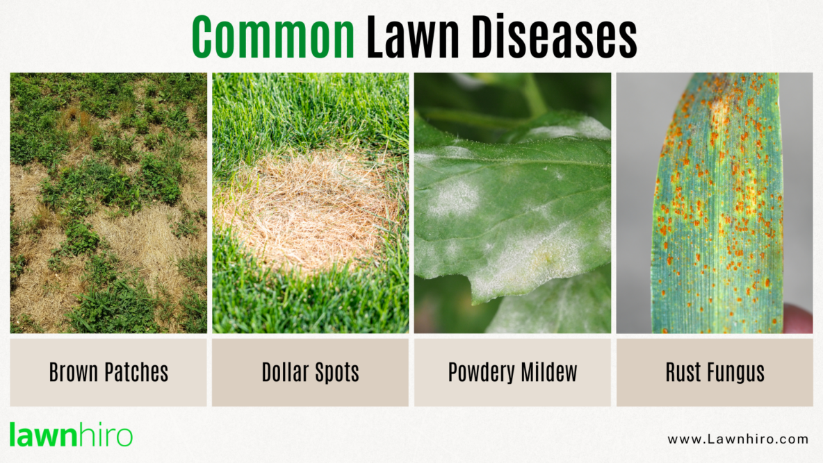 Identifying and Treating Common Lawn Diseases - Lawnhiro Blog