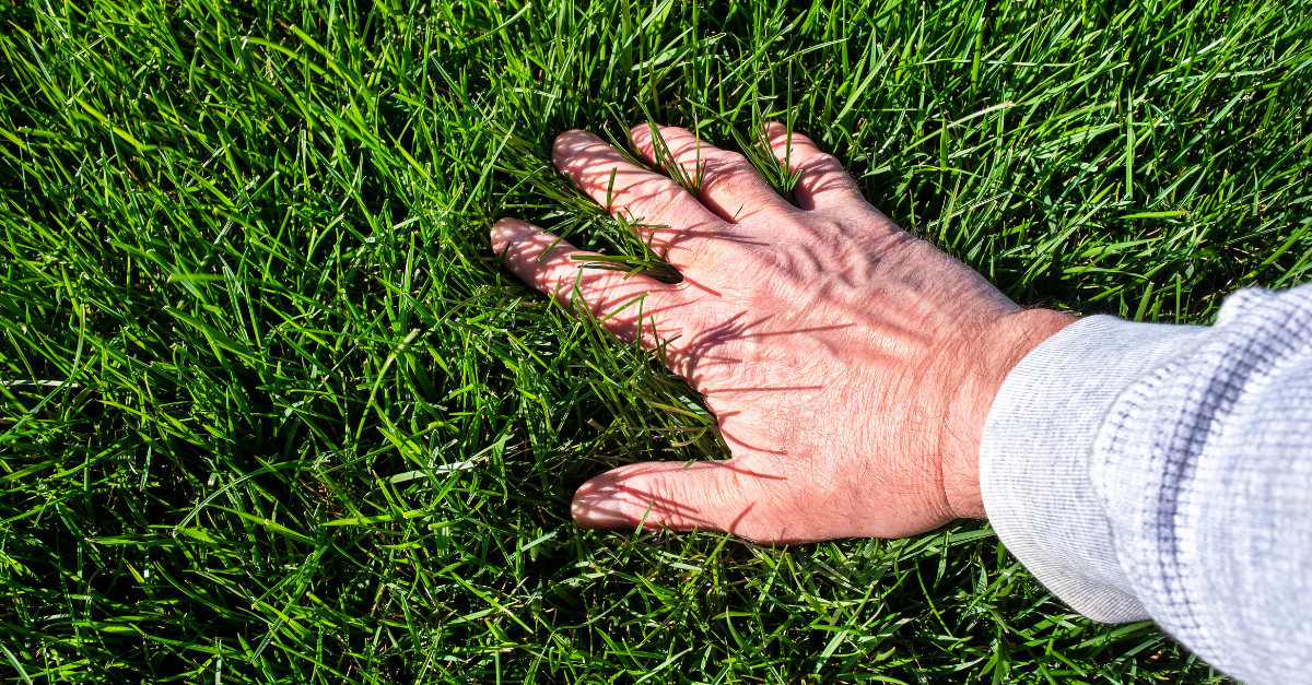 Identifying and Treating Common Lawn Diseases - Lawnhiro