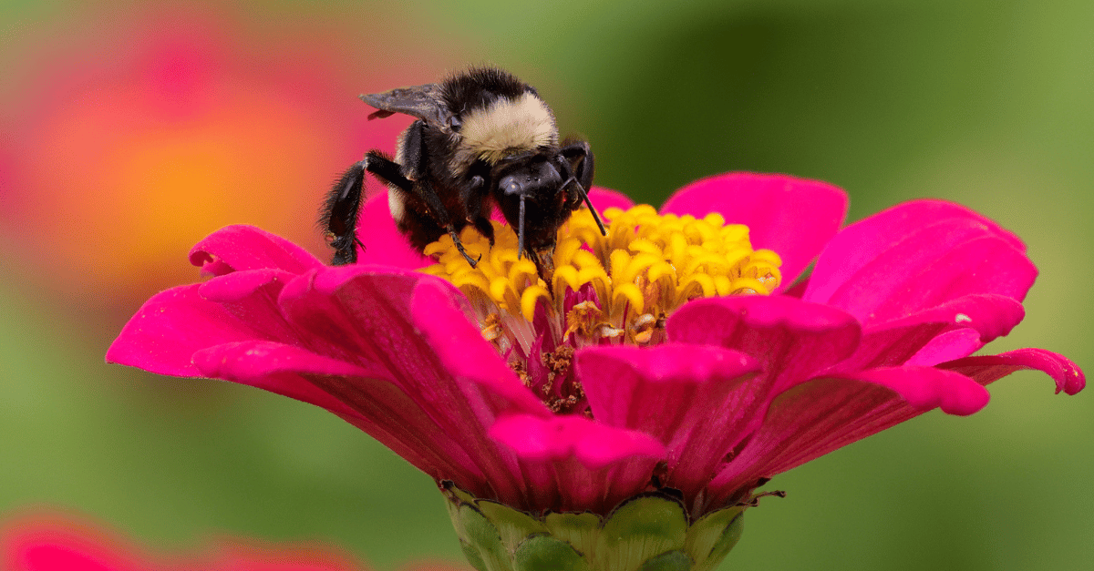 Attracting Pollinators - Lawnhiro