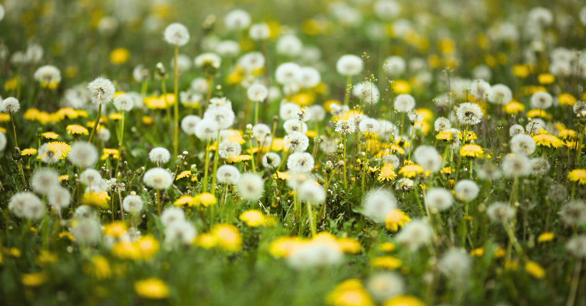 Featured image for “Common Summer Weeds and How to Control Them”
