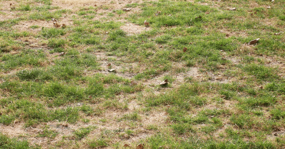 Prevent Lawn Thinning - Lawnhiro